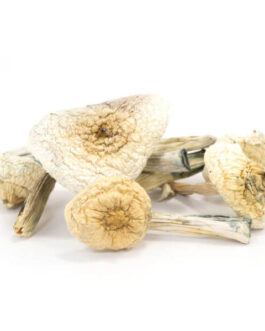 Albino Penis Envy Mushrooms