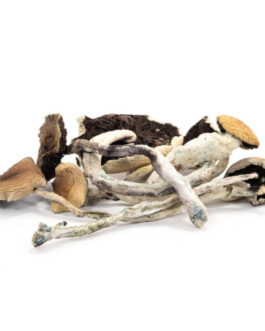 Buy Cubensis Mushrooms