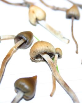 Buy Liberty Caps Mushroom