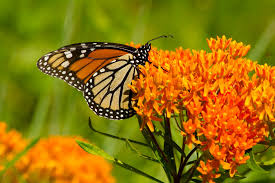 You are currently viewing Butterfly Weed: A Vibrant Addition to Your Garden