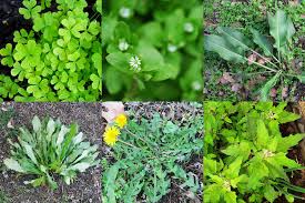 Read more about the article Discovering the Benefits of Edible Weeds: Nature’s Hidden Gems