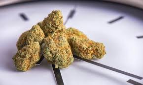 Read more about the article How Long Does Weed Stay In Your System