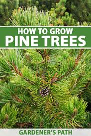 Read more about the article How To Kill Weeds In Pine Trees Without Killing Them