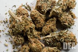 You are currently viewing Is Weed a Drug? Understanding the Classification and Effects