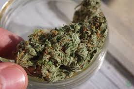 Read more about the article Is Weed Legal in Hawaii? A Comprehensive Guide