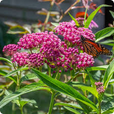 Read more about the article The Essential Role of Milkweed in Ecosystems