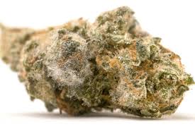 Read more about the article Understanding the Risks of Moldy Weed: What You Need to Know