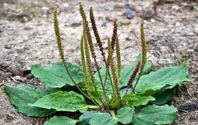 You are currently viewing The Surprising Benefits of Plantain Weed: A Versatile Herb for Health and Wellness