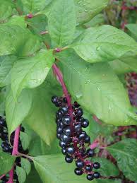 Read more about the article The Fascinating World of Pokeweed: A Closer Look