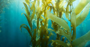 Read more about the article The Rising Popularity of Seaweed: A Nutritional Powerhouse