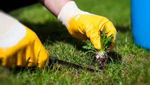 Read more about the article Effective Weed Control: Strategies for a Healthy Garden