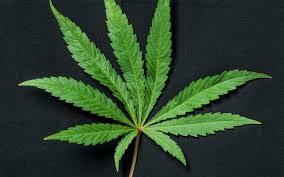 You are currently viewing The Symbolism and Significance of the Weed Leaf