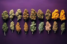 Read more about the article Exploring the World of Weed Strains: A Comprehensive Guide