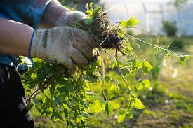 You are currently viewing The Silent Invaders: Understanding and Managing Weeds in Your Garden