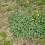 Understanding Broadleaf Weeds: Identification, Impact, and Management