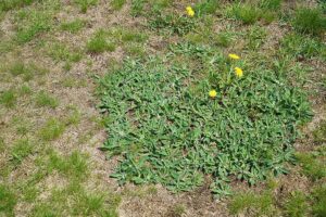 Read more about the article Understanding Broadleaf Weeds: Identification, Impact, and Management