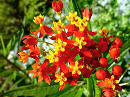 You are currently viewing Butterfly Weed Plant: A Vibrant Magnet for Pollinators