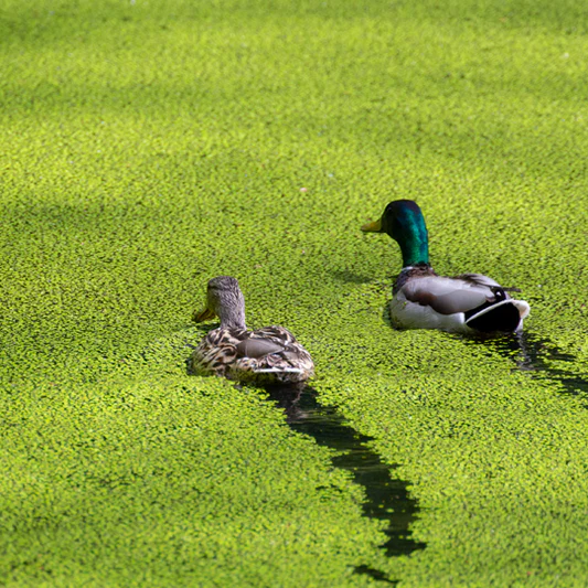 You are currently viewing Duckweed: Nature’s Tiny Powerhouse