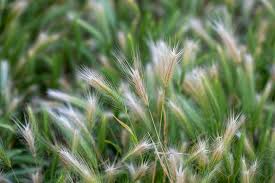 You are currently viewing Understanding Foxtail Weed: Identification, Impact, and Management