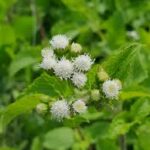 Understanding Goat Weed: A Comprehensive Guide