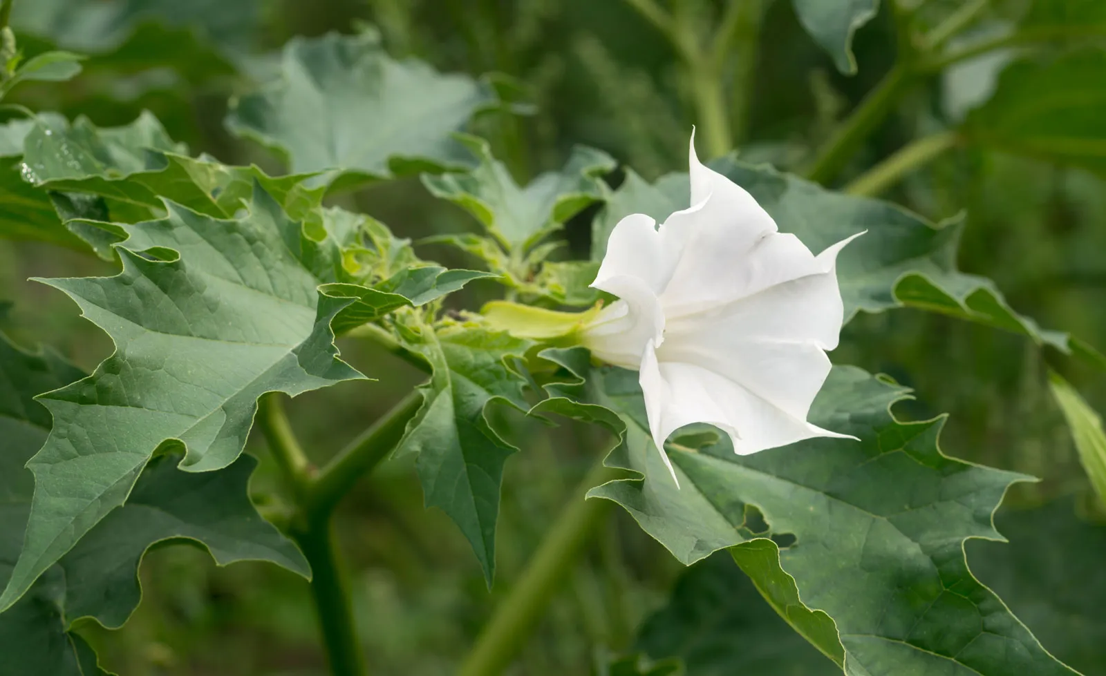 You are currently viewing The Impact of Gypsum Weed on Agriculture and Ecosystems