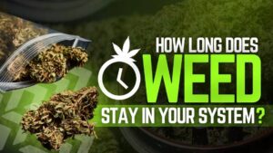 Read more about the article How Long Does Weed Stay Your System