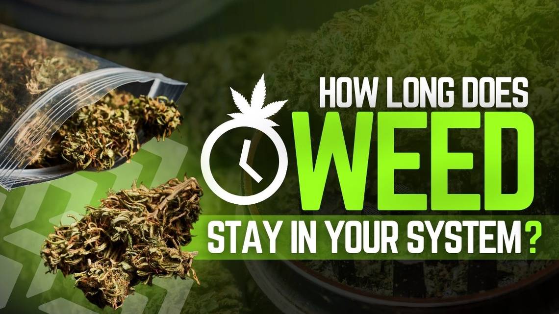 You are currently viewing How Long Does Weed Stay Your System