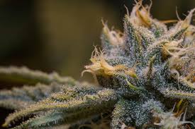 Read more about the article How Long Weed Can Stay In Your System