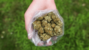 Read more about the article How Much Is a Pound of Weed? Understanding Pricing and Factors Affecting Cost