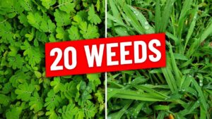 Read more about the article Identify Weeds by Photo: A Comprehensive Guide