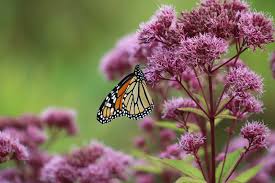 Read more about the article Joe Pye Weed Plant: A Native Garden Marvel