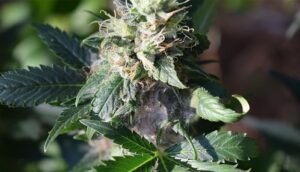 Read more about the article Understanding Mold on Weed: Causes, Risks, and Solutions