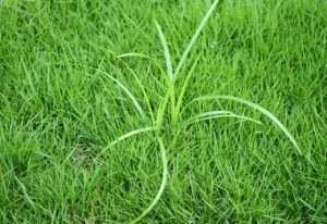 Read more about the article The Battle Against Nutsedge Weed: Identification, Control, and Prevention