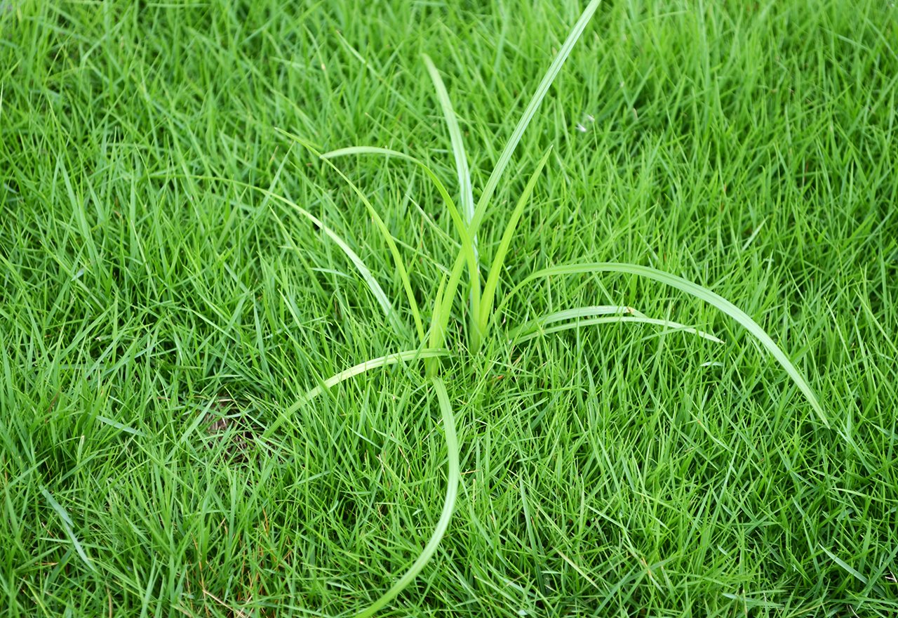 You are currently viewing The Battle Against Nutsedge Weed: Identification, Control, and Prevention