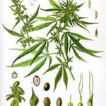 Understanding Planted Weed: A Comprehensive Guide