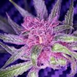 The Allure of Purple on Weed: Understanding Its Significance and Appeal