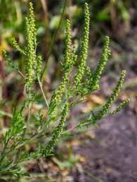 You are currently viewing Understanding Ragweed: The Hidden Allergen