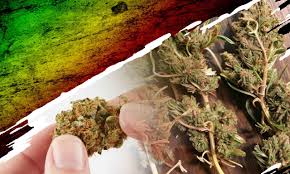 Read more about the article The Rise of Reggie Weed: Understanding Its Place in Cannabis Culture