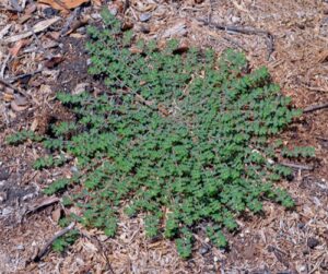 Read more about the article Understanding Spurge Weed: Identification, Impact, and Control