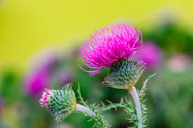 You are currently viewing Understanding Thistle Weed: Characteristics, Control, and Benefits