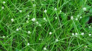 Read more about the article Understanding the Types of Weeds: A Comprehensive Guide