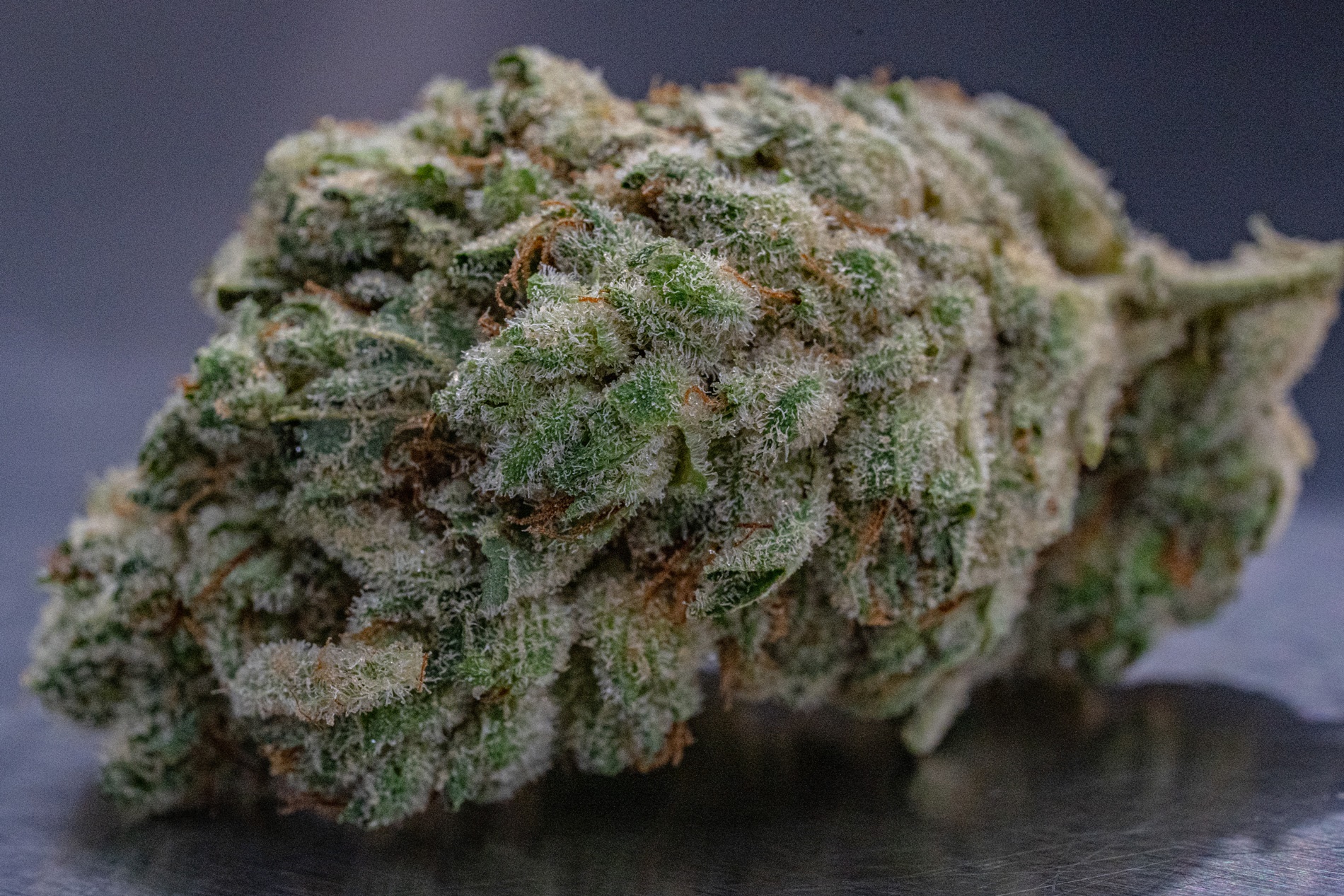 You are currently viewing GG4 Weed Strain: A Complete Guide to Gorilla Glue #4