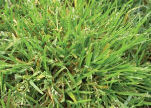 Read more about the article Understanding Grass Weeds: Identification, Prevention, and Control