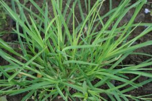 Read more about the article Grass Weeds Identification Pictures: A Guide to Recognizing Common Grass Weeds