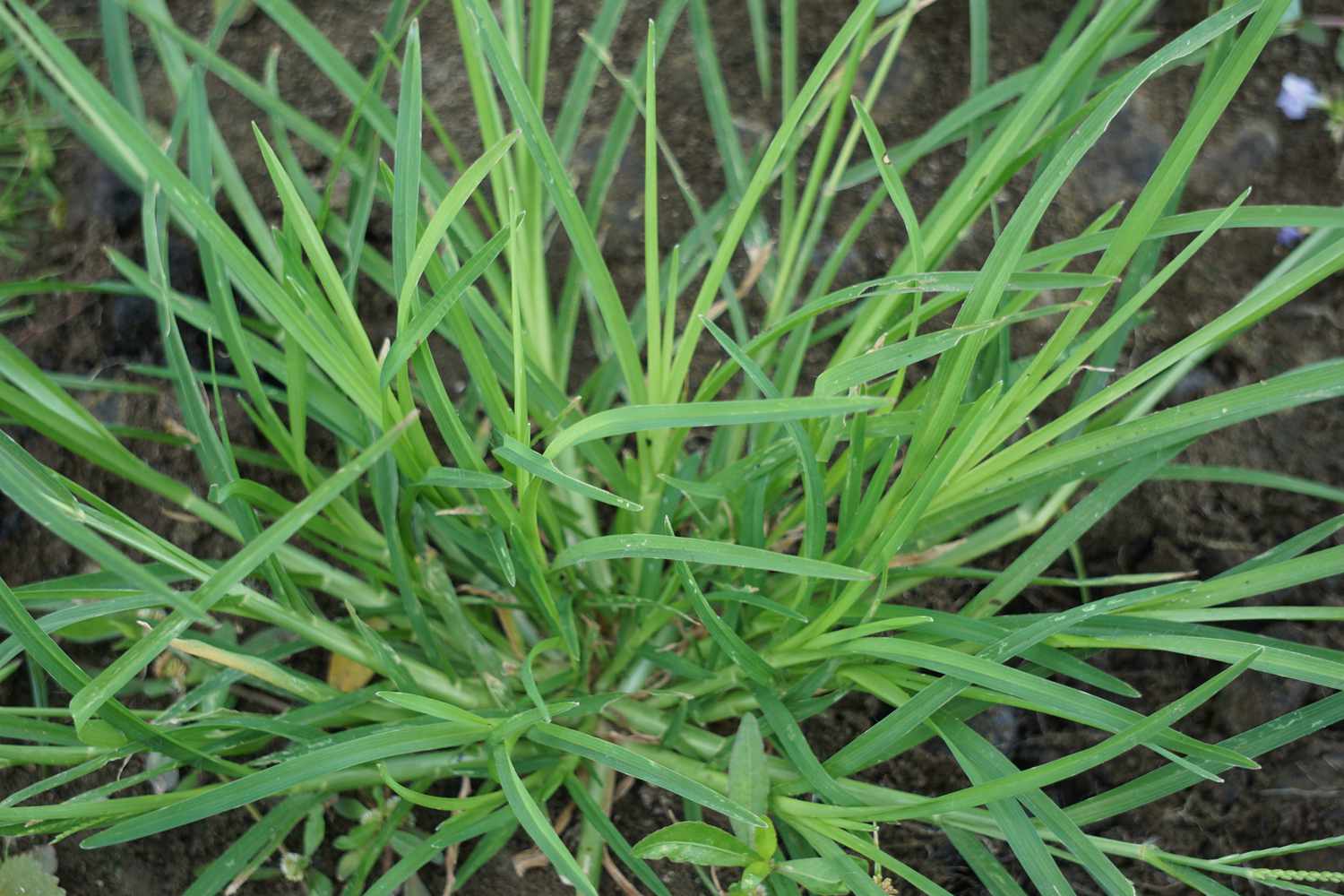 You are currently viewing Grass Weeds Identification Pictures: A Guide to Recognizing Common Grass Weeds