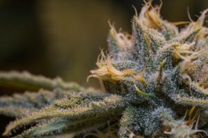 Read more about the article How Long Does It Take for Weed to Leave Your System?