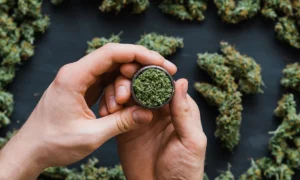 Read more about the article How Long Do Weed Effects Last?