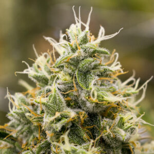 Read more about the article 24k Magic Strain | Express Weeds Shop