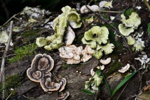 Read more about the article Arenal Volcano Mushroom | Express Weeds Shop