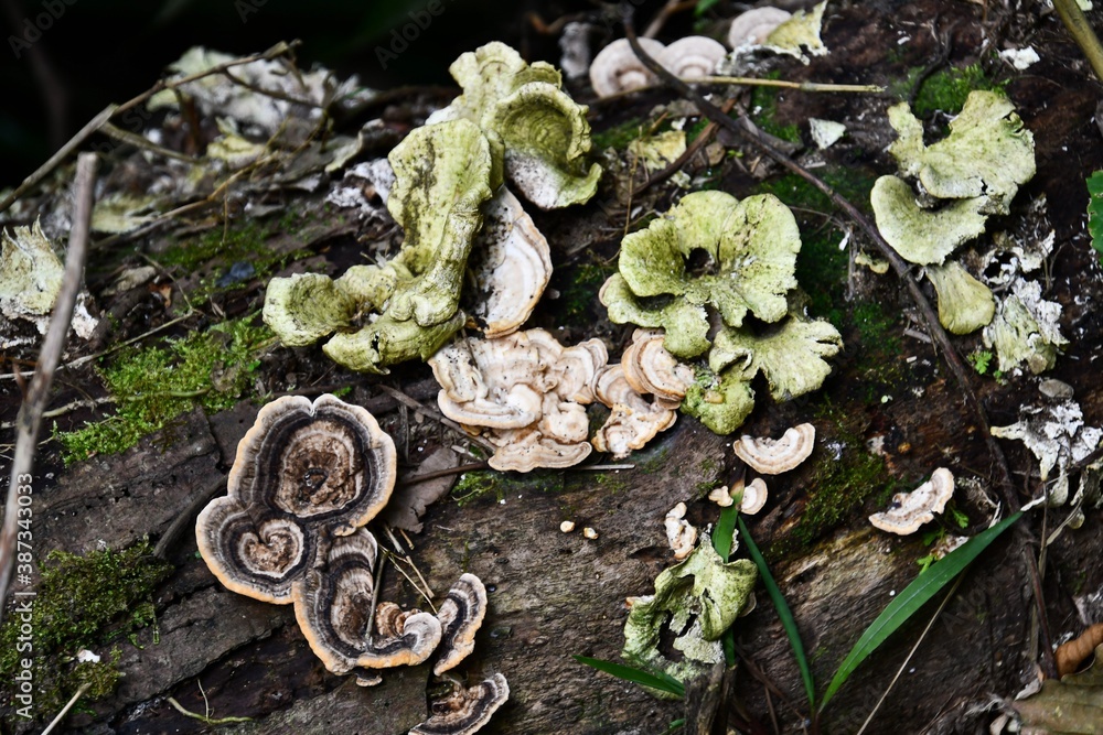 You are currently viewing Arenal Volcano Mushroom | Express Weeds Shop